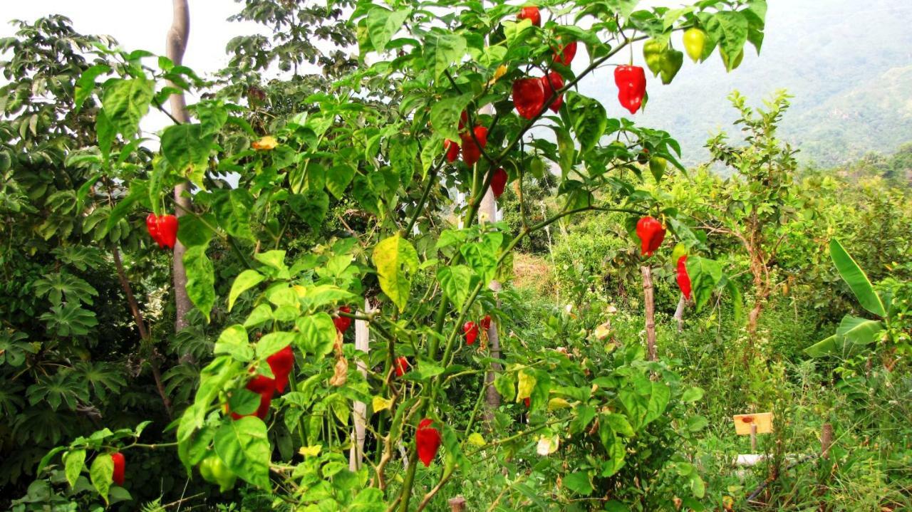 Sol De Minca Eco Lodge Kültér fotó